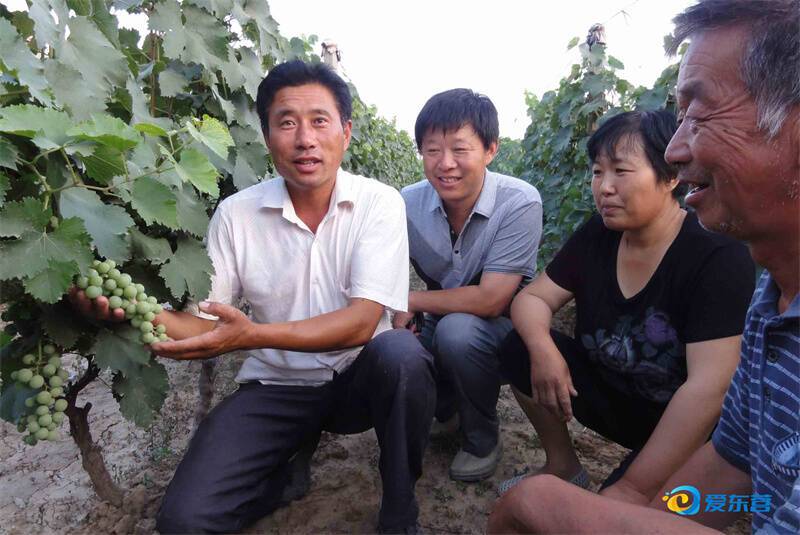 新峰家庭农场：葡香满田园 自然好滋味
